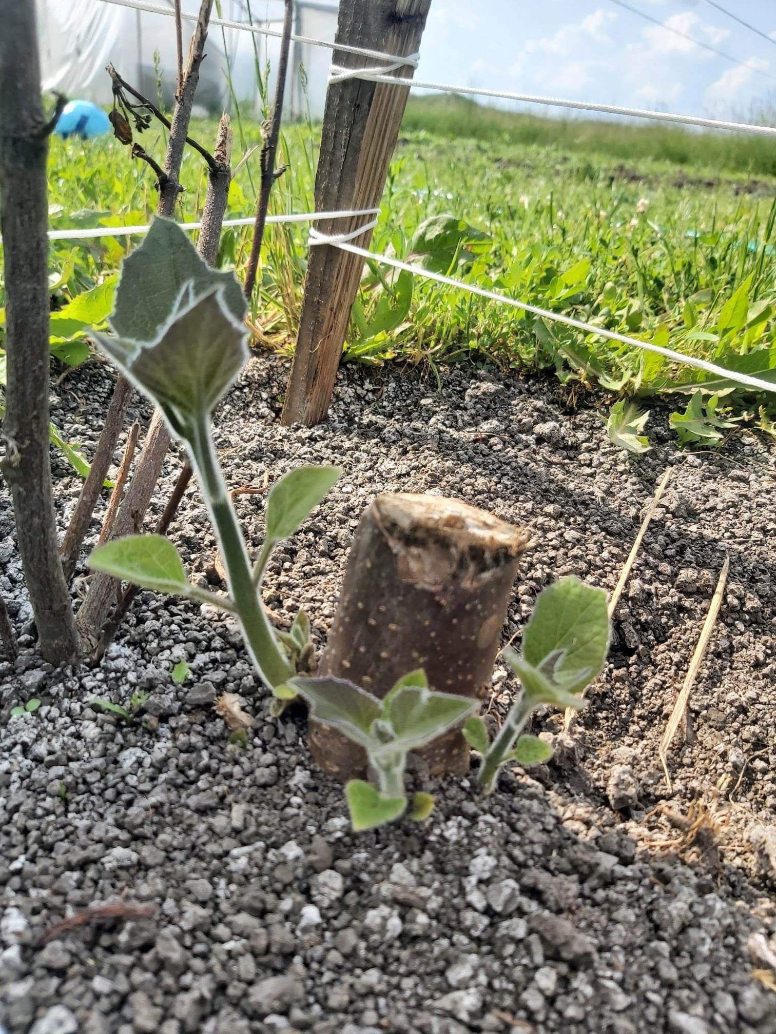 364535487_1427640157805217_6364503897562481115_n